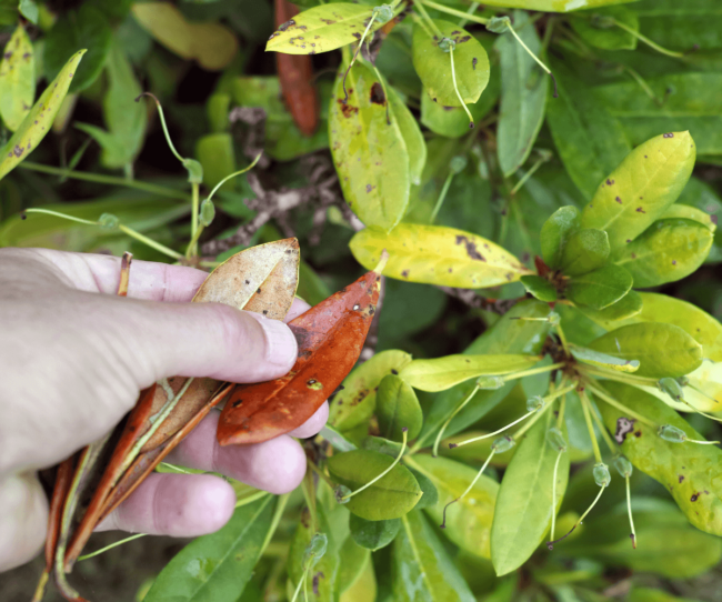 Recycler les feuilles mortes pour dynamiser votre jardin en automne