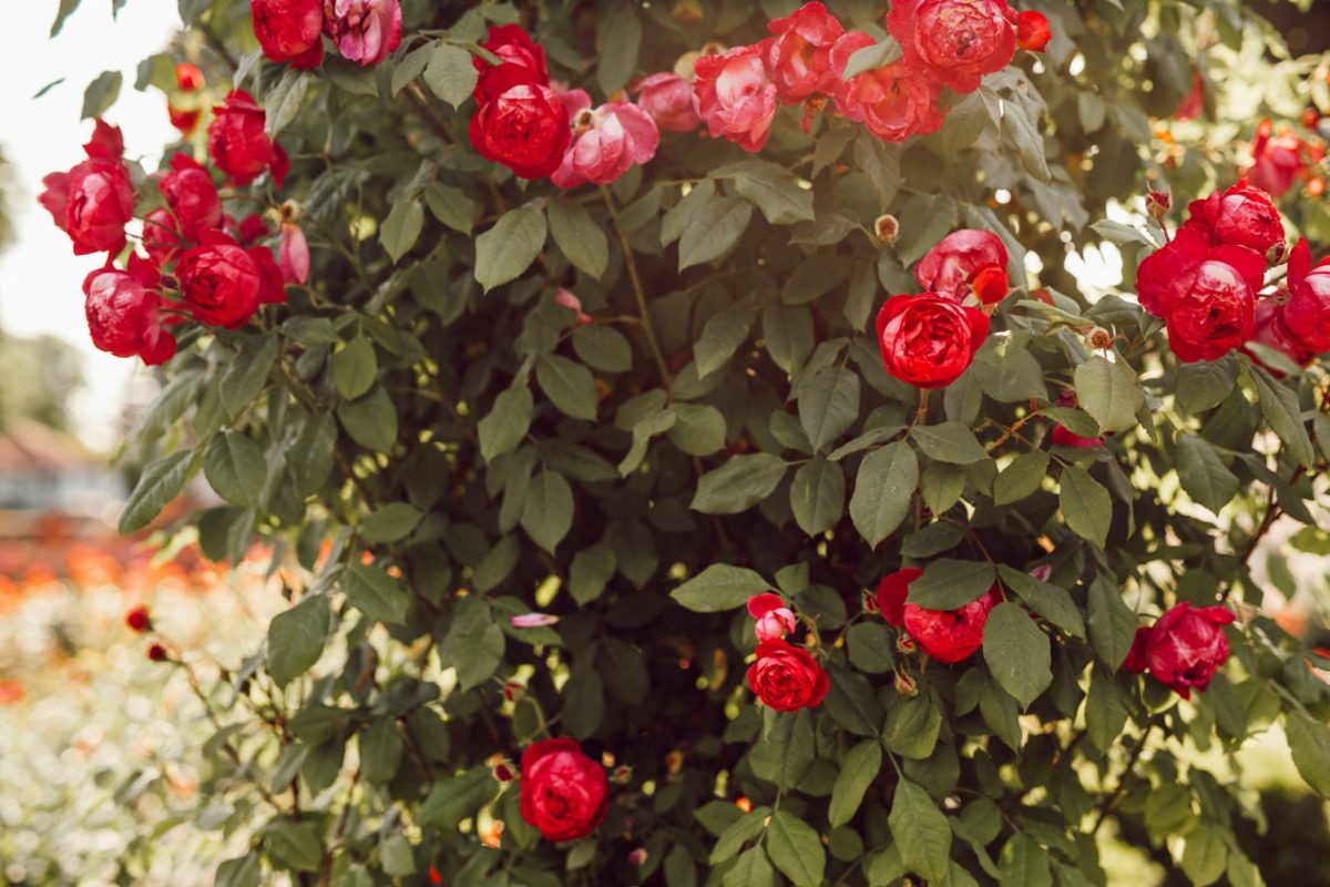 Taille des rosiers